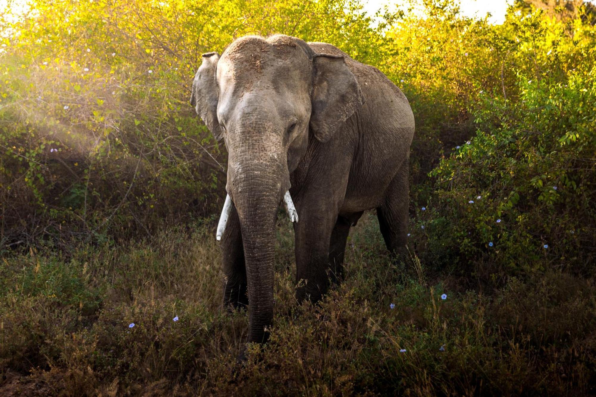 Hotel King Reach Yala Wild Tissamaharama Exterior foto